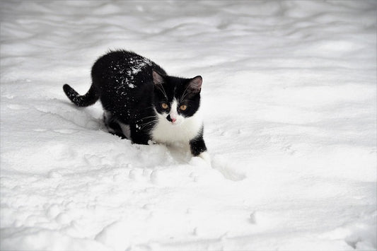 50 Hilarious Cat Quotes That Every UK Pet Owner Will Relate to in 2026